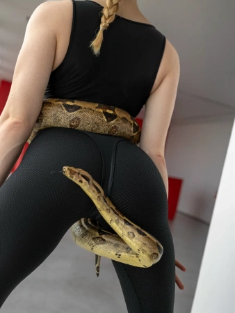 Bona Fide: Sport Escort "Black"